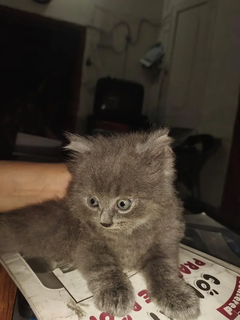 Persian kitten triple coated — photo 4