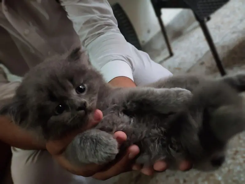 Persian kitten triple coated — photo 5