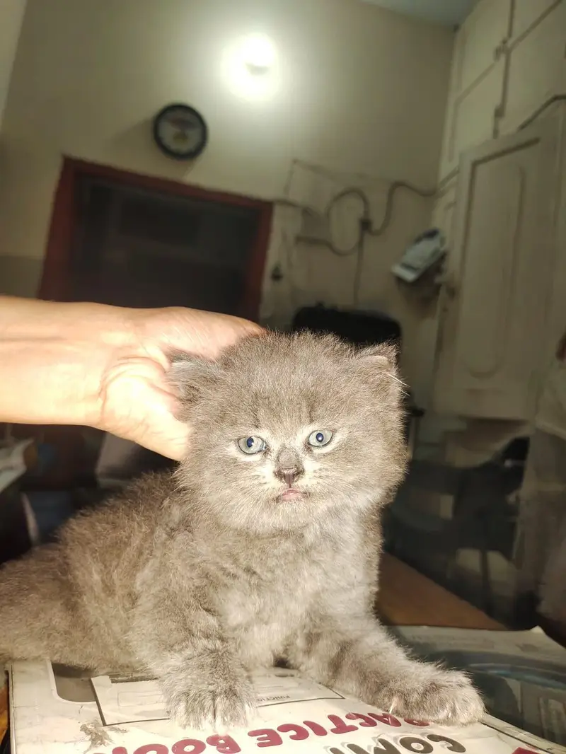 Persian kitten triple coated — photo 6