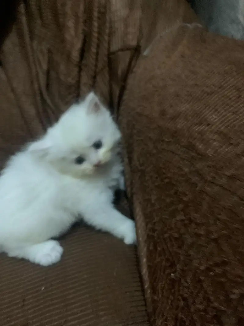 Persian kitten triple coated — photo 7
