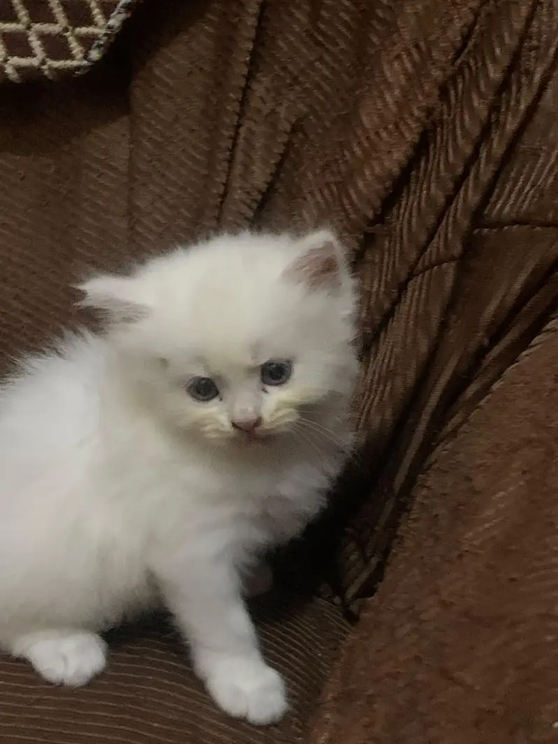 Persian kitten triple coated — photo 8