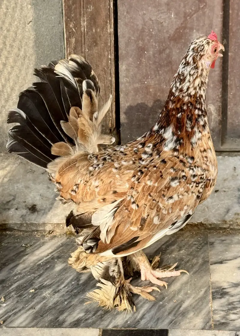Milli Flower hen Milli Fleur — photo 9