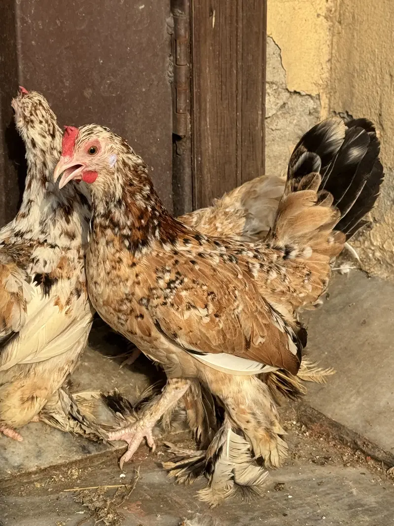 Milli Flower hen Milli Fleur — photo 10