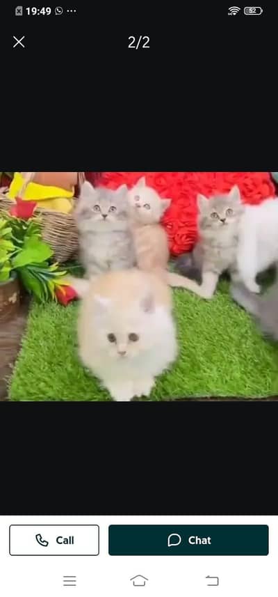 Persian cat for sale male or female WhatsApp320=81=75=394