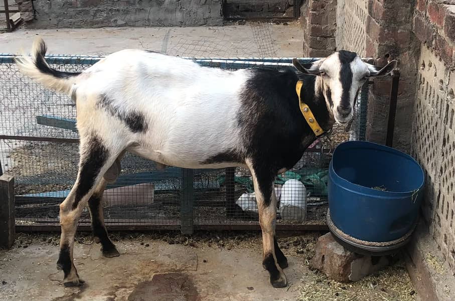 Bakra Barbari 0