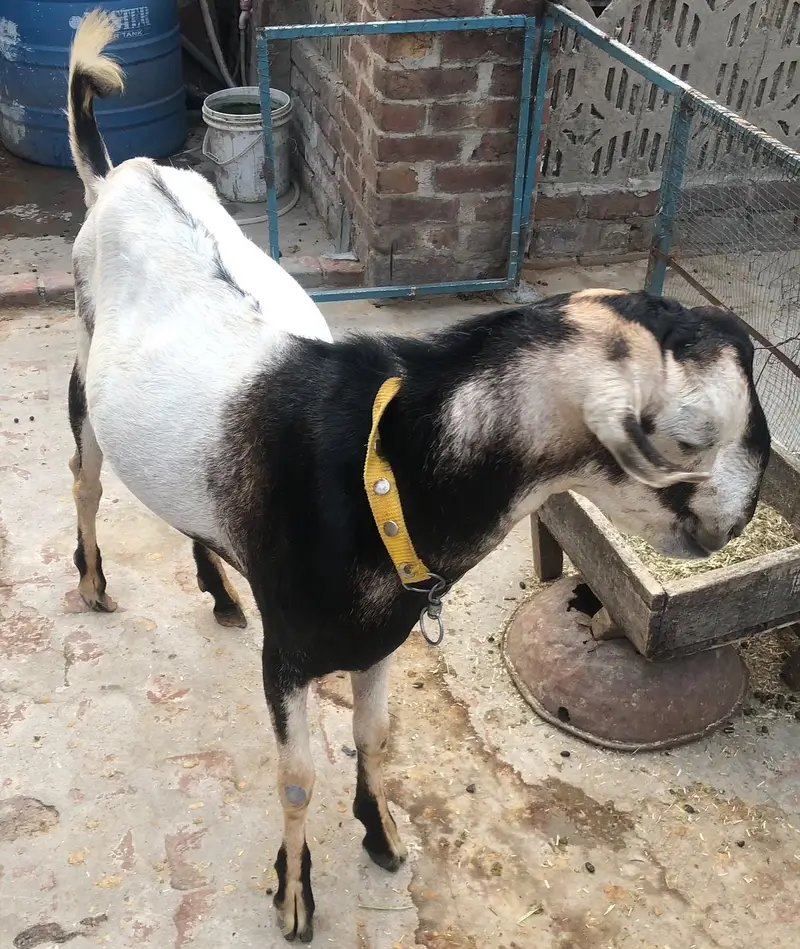 Bakra Barbari — photo 2