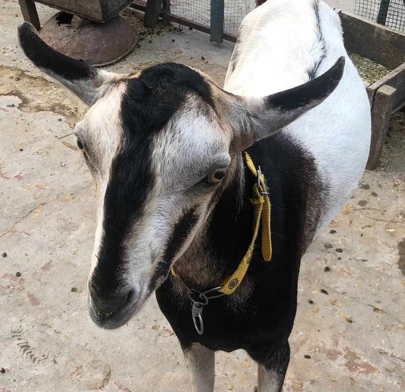 Bakra Barbari 2