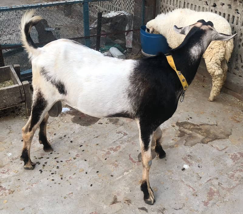 Bakra Barbari 3