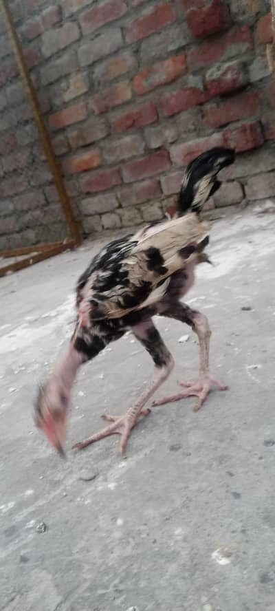 Thai aseel chicks for sale in home breed
