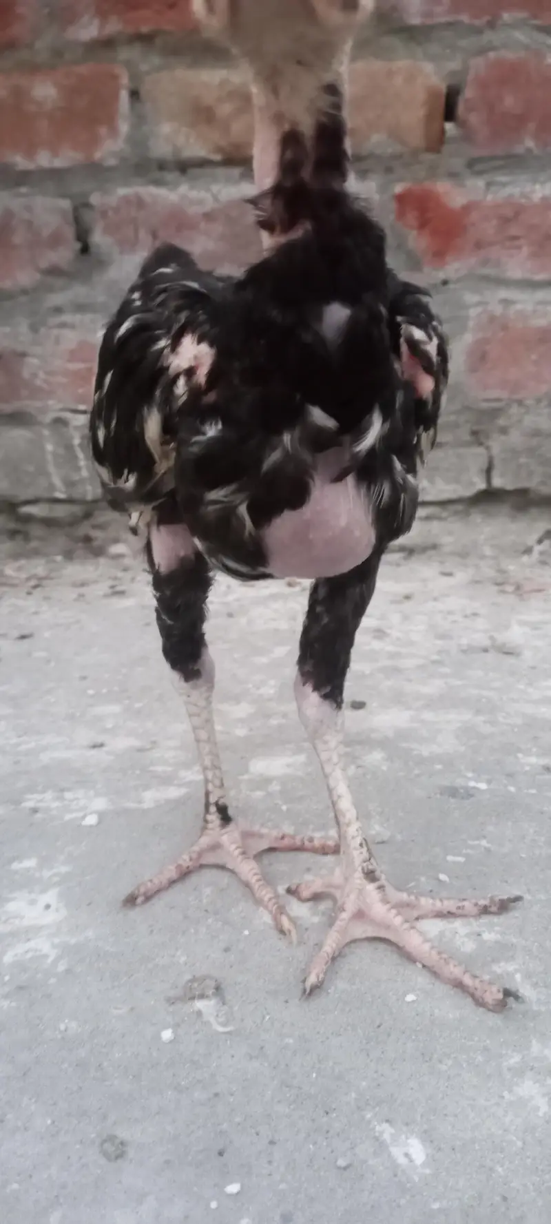 Thai aseel chicks for sale in home breed — photo 2