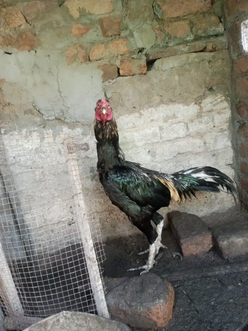 Thai aseel chicks for sale in home breed — photo 3