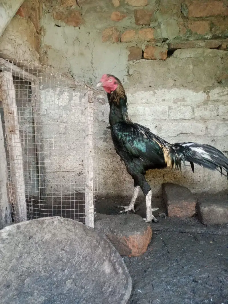 Thai aseel chicks for sale in home breed — photo 4
