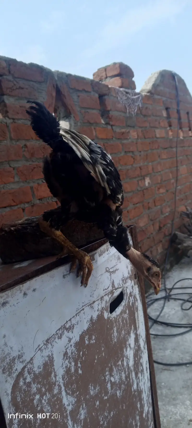 Thai aseel chicks for sale in home breed — photo 5