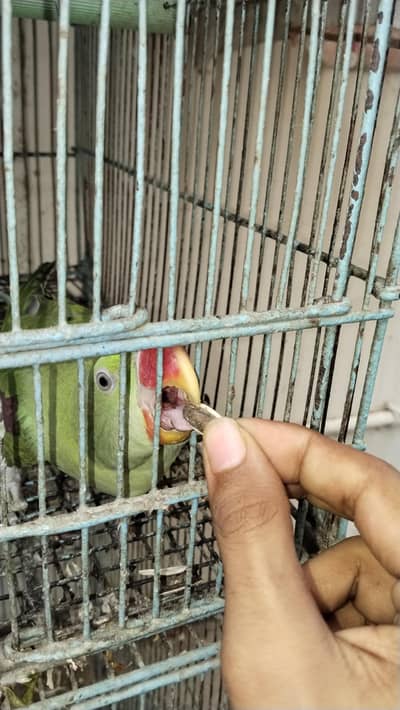 raw Pahari parrot Karachi breed