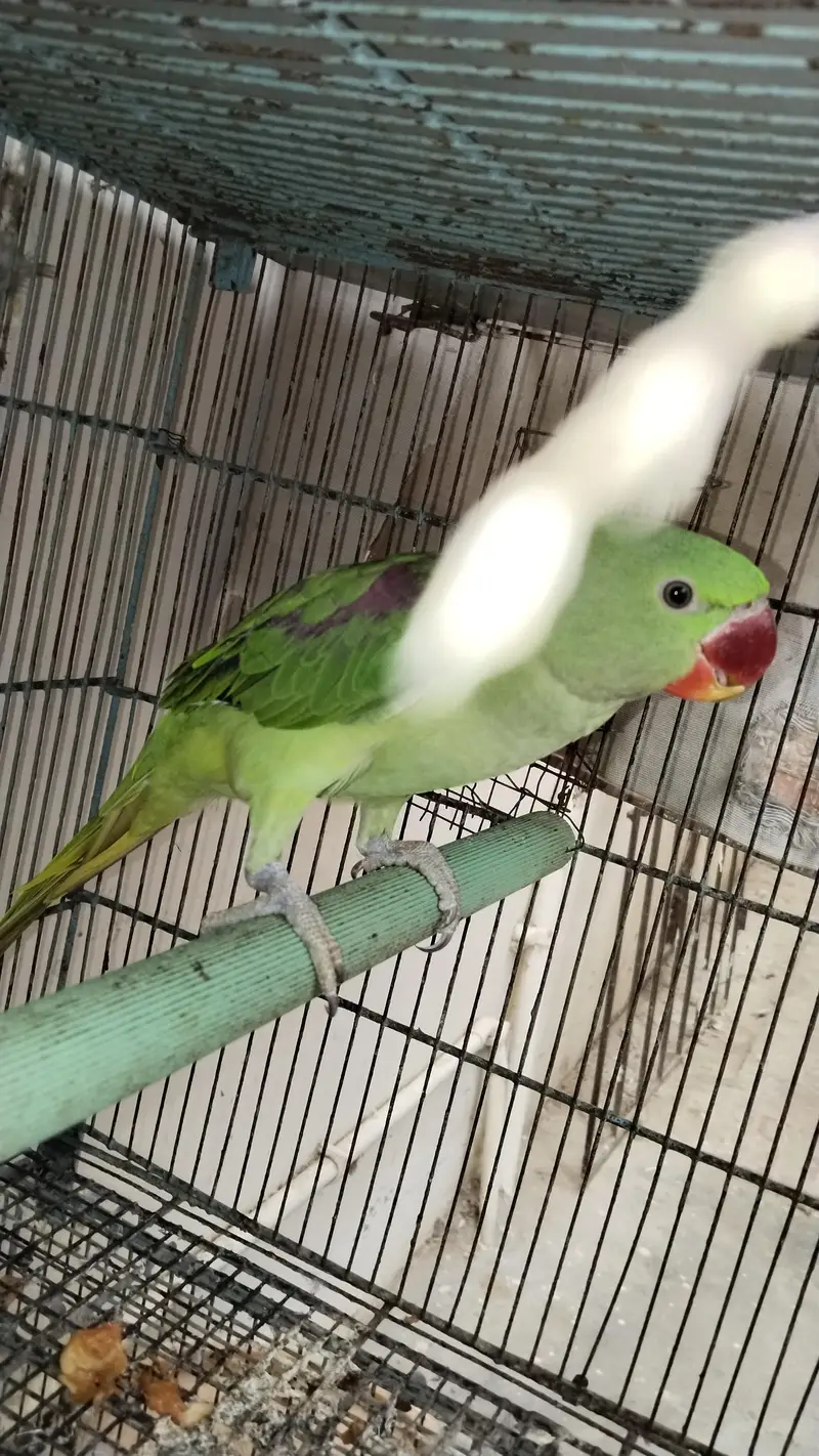 raw Pahari parrot Karachi breed — photo 2