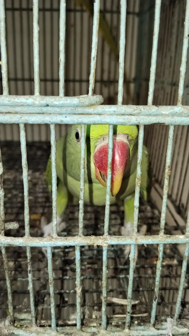raw Pahari parrot Karachi breed — photo 3