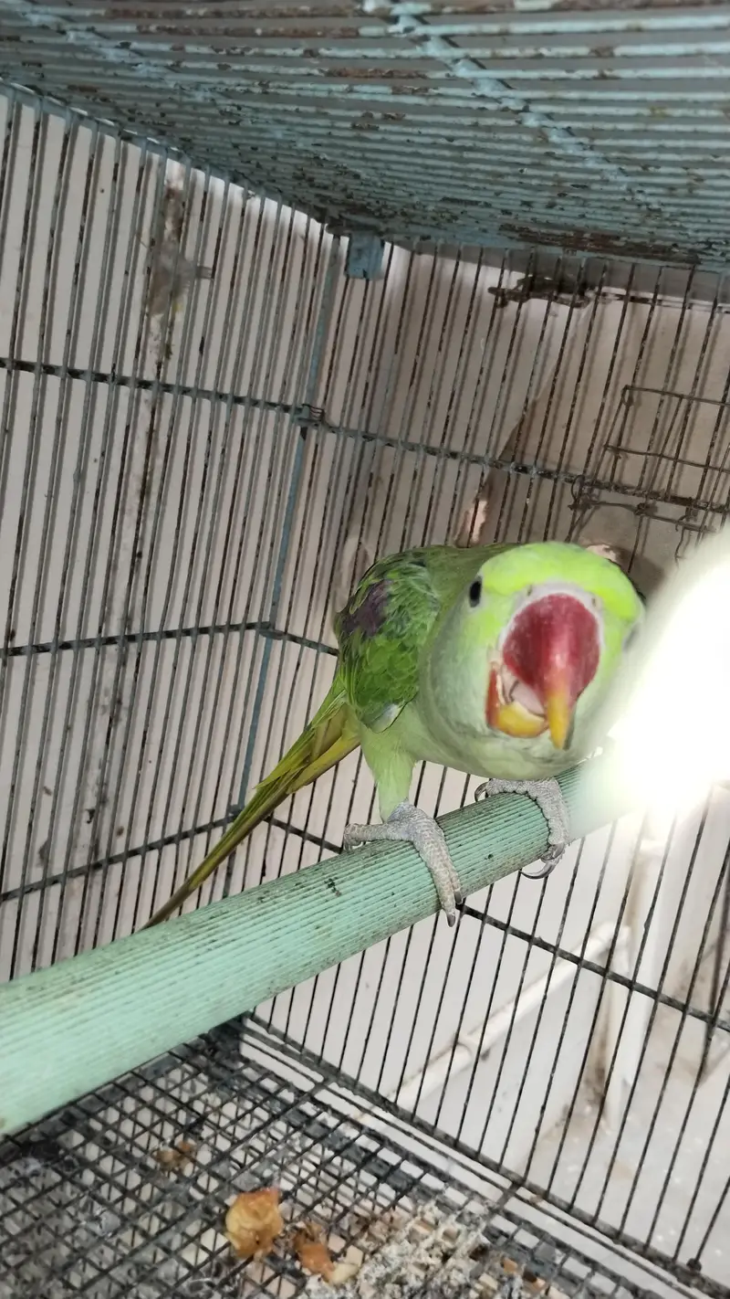 raw Pahari parrot Karachi breed — photo 4