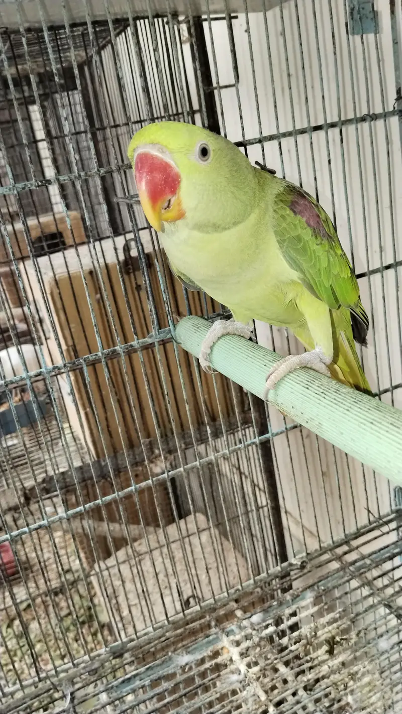 raw Pahari parrot Karachi breed — photo 5