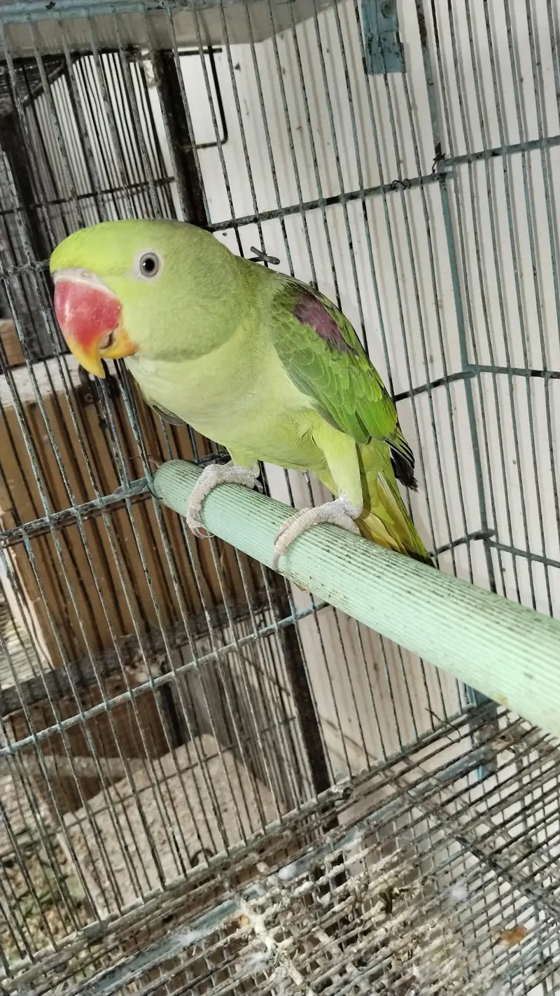 raw Pahari parrot Karachi breed — photo 6