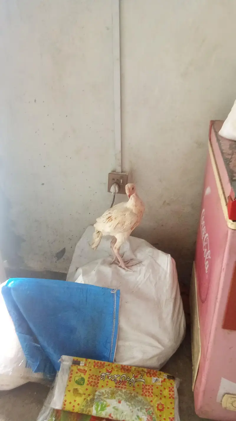 bahut acha nasla hi — photo 2