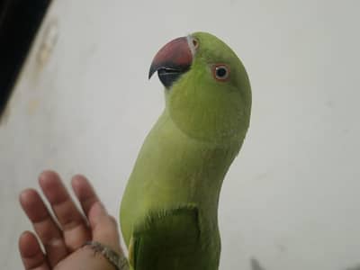 male talking parrot