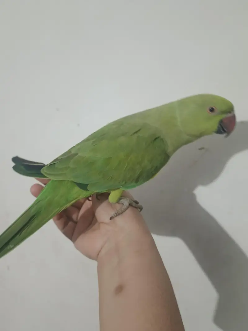 male talking parrot — photo 2