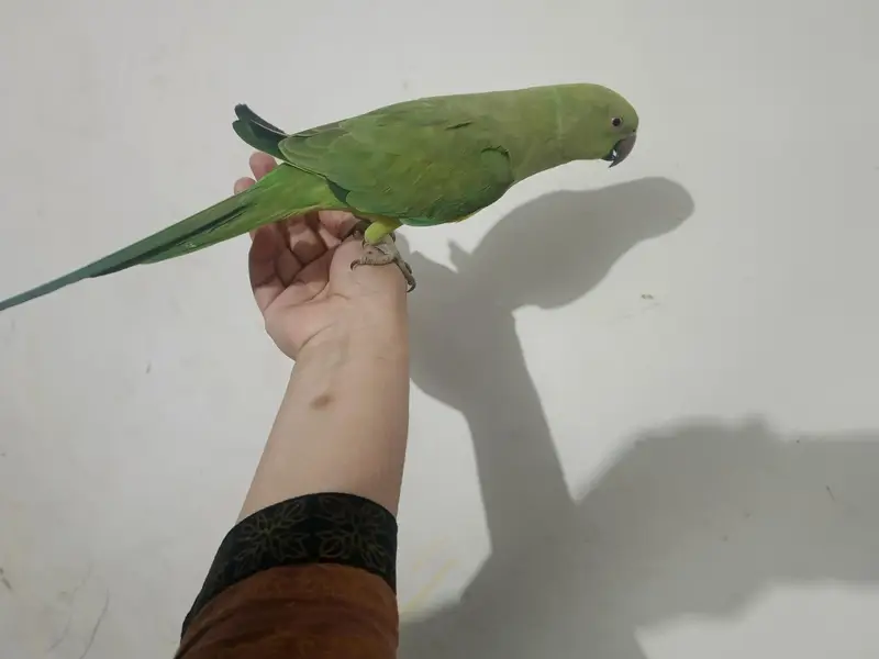 male talking parrot — photo 3