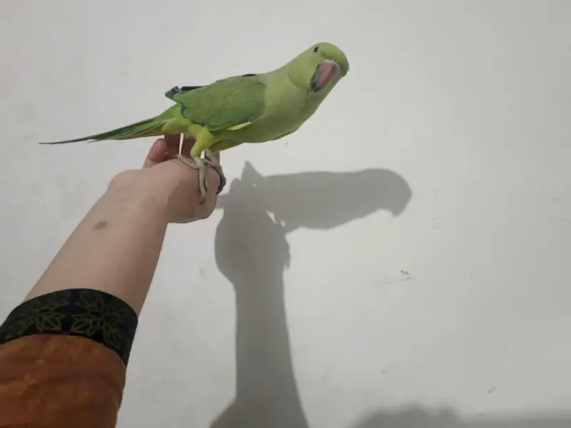 male talking parrot — photo 4