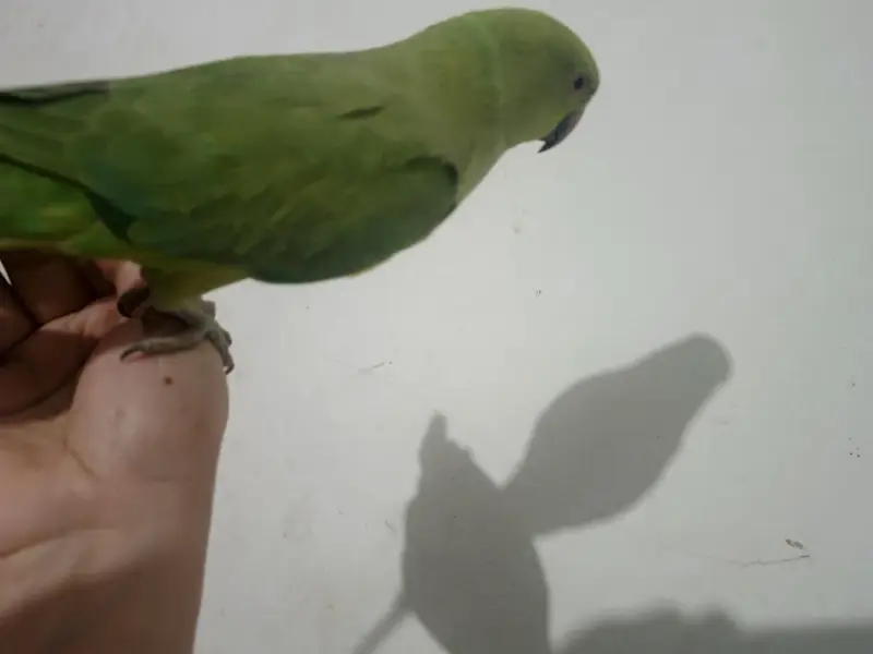 male talking parrot — photo 5