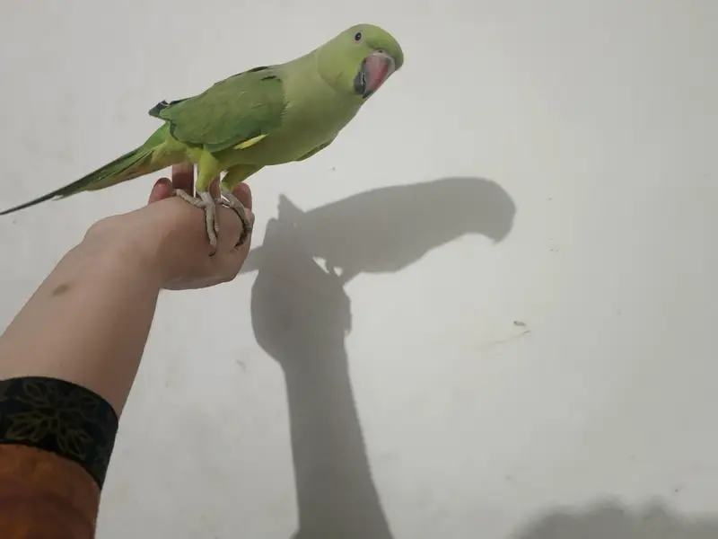male talking parrot — photo 6