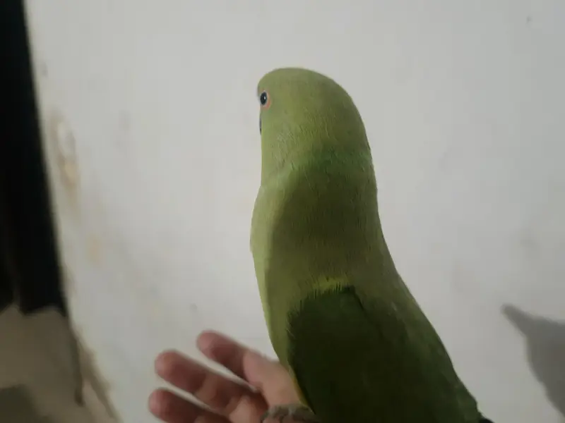 male talking parrot — photo 7