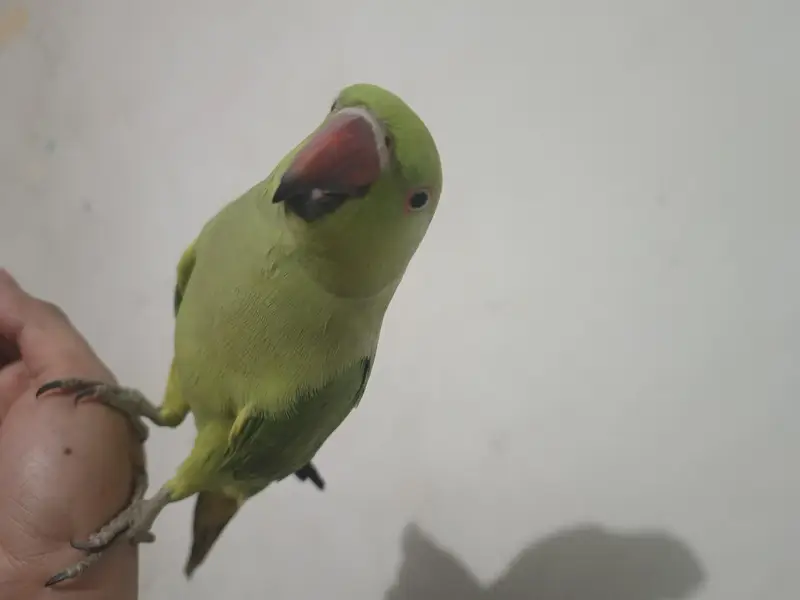 male talking parrot — photo 8