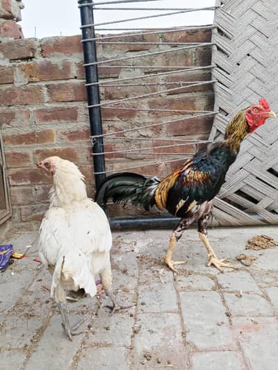 aseel pair 4 eggs  for sale in lahore urgent sale