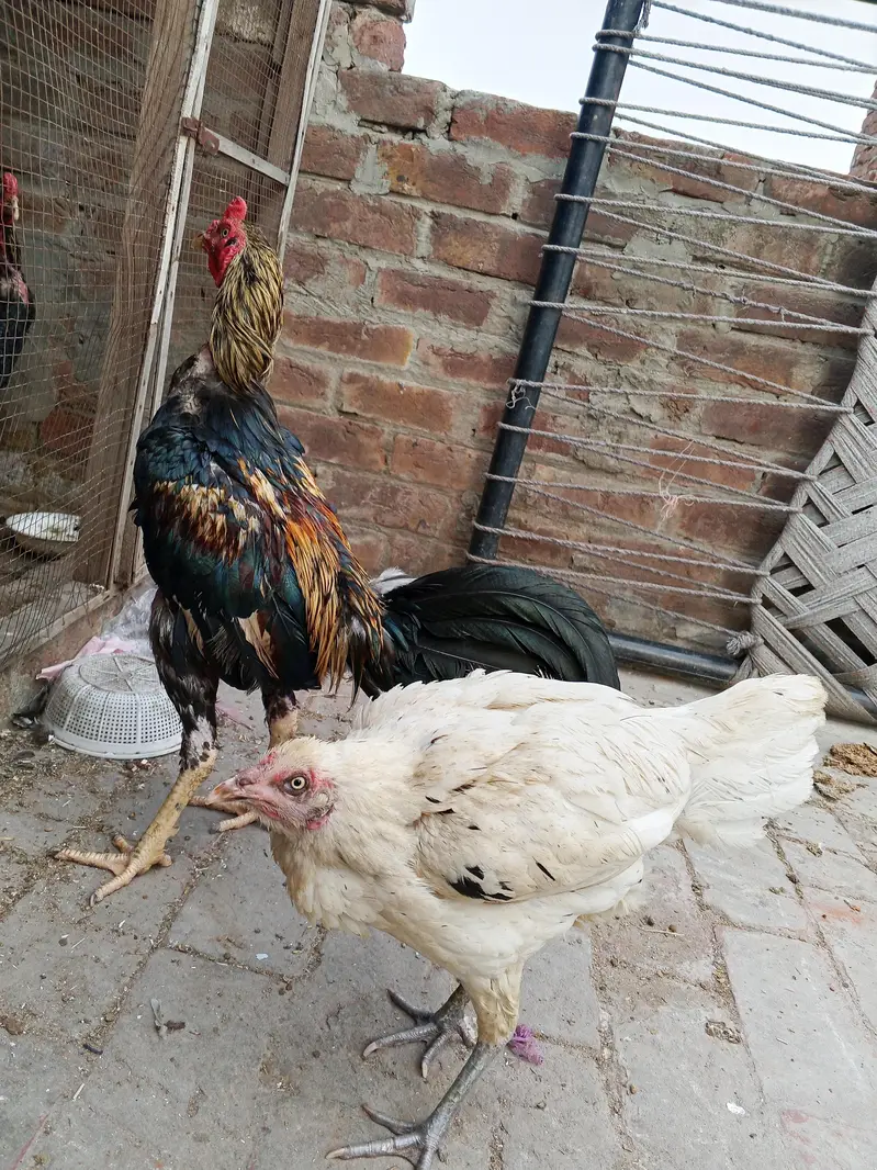 aseel pair 4 eggs  for sale in lahore urgent sale — photo 2