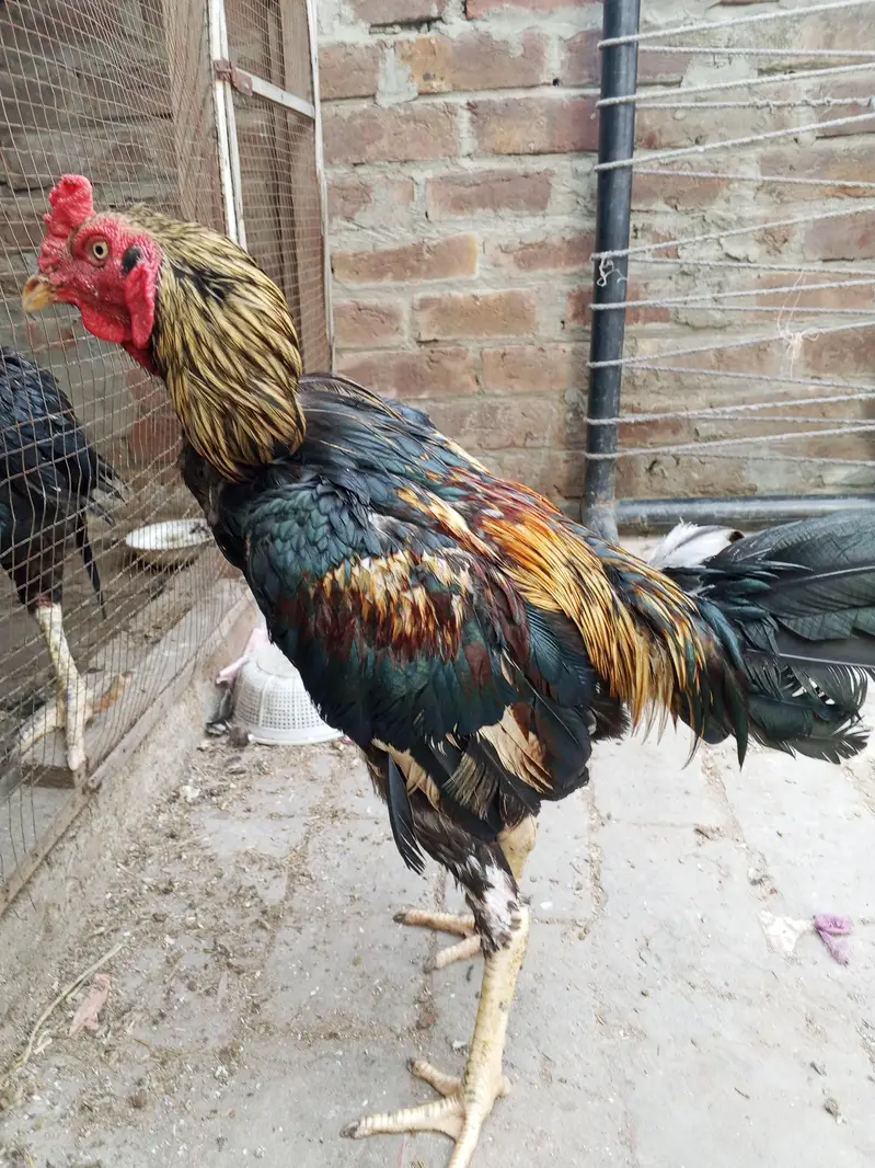 aseel pair 4 eggs  for sale in lahore urgent sale — photo 3