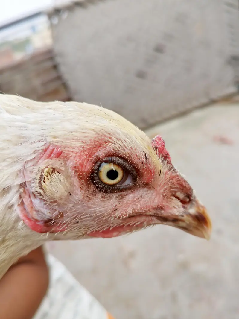 aseel pair 4 eggs  for sale in lahore urgent sale — photo 4