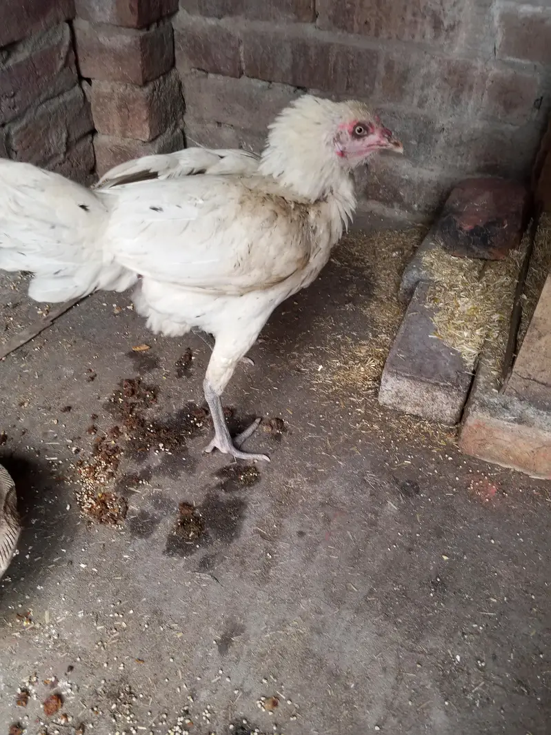 aseel pair 4 eggs  for sale in lahore urgent sale — photo 5