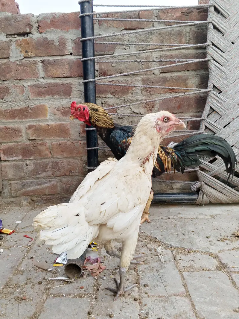 aseel pair 4 eggs  for sale in lahore urgent sale — photo 6