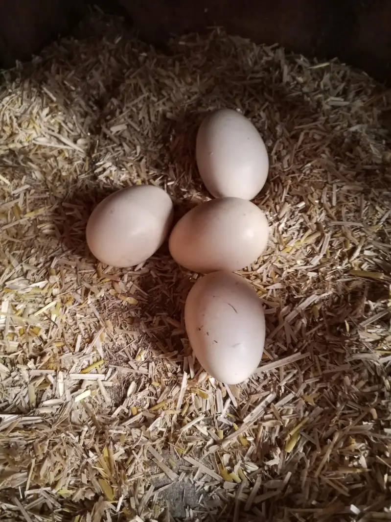 aseel pair 4 eggs  for sale in lahore urgent sale — photo 7