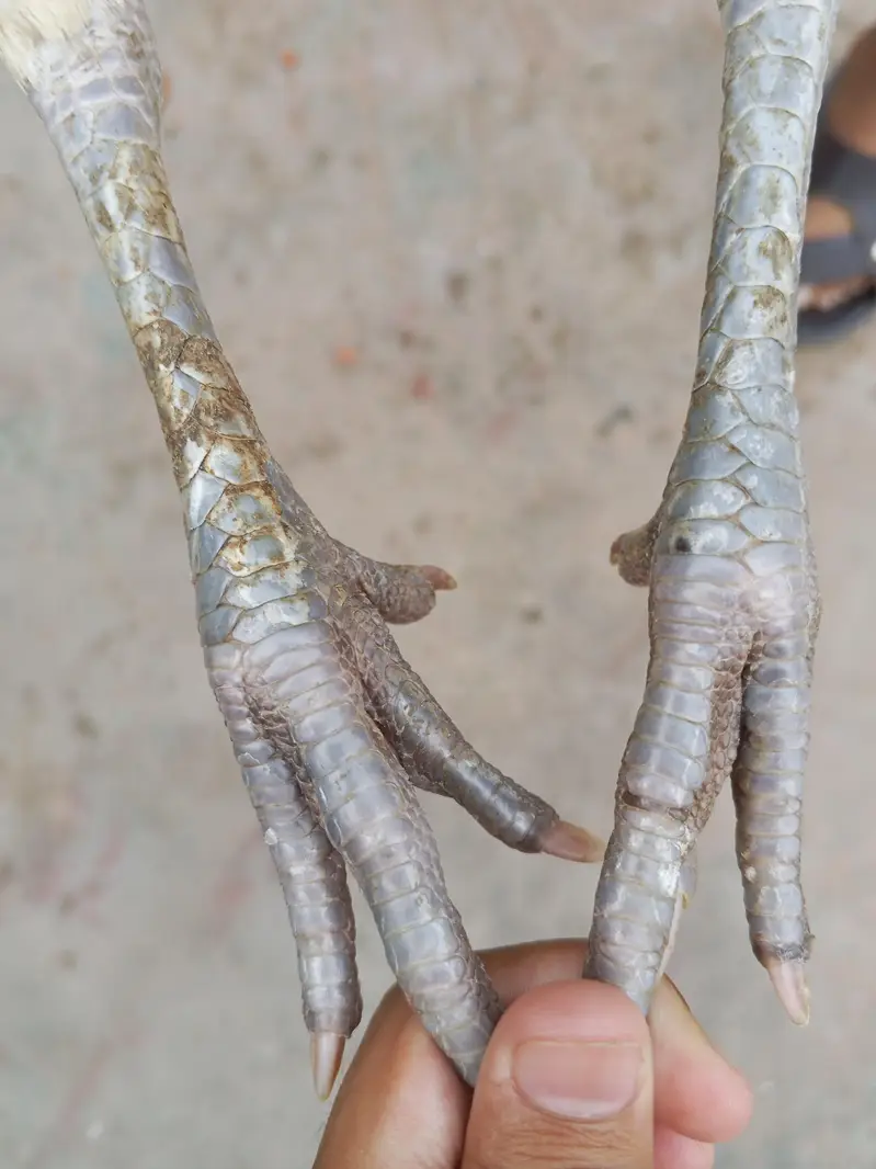 aseel pair 4 eggs  for sale in lahore urgent sale — photo 8