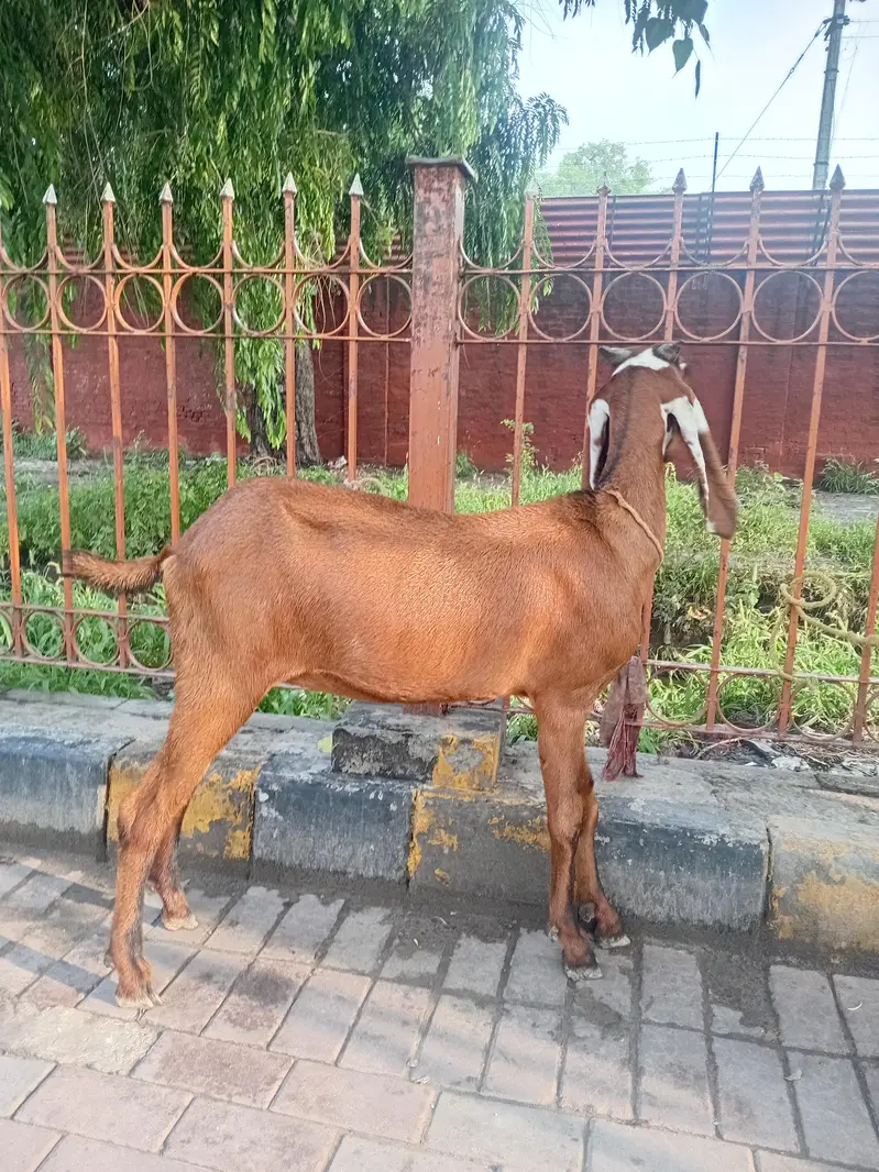Nagara Beetal — photo 2