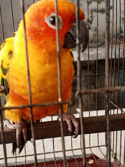 Tame suncanure parrot available