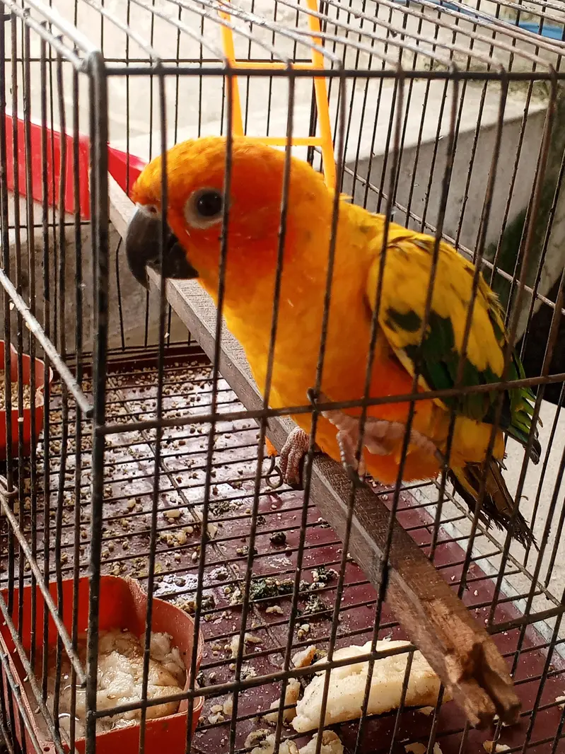 Tame suncanure parrot available — photo 2