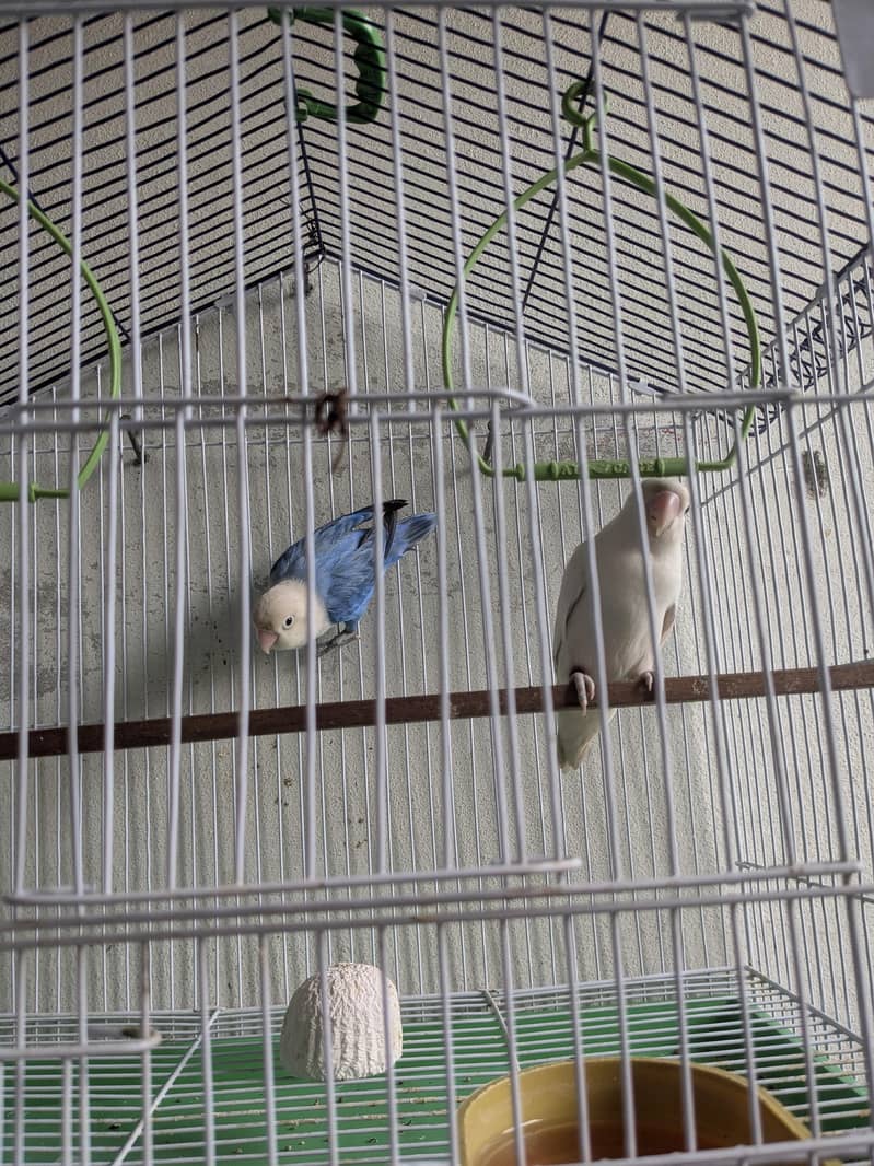 loverbird pair 1