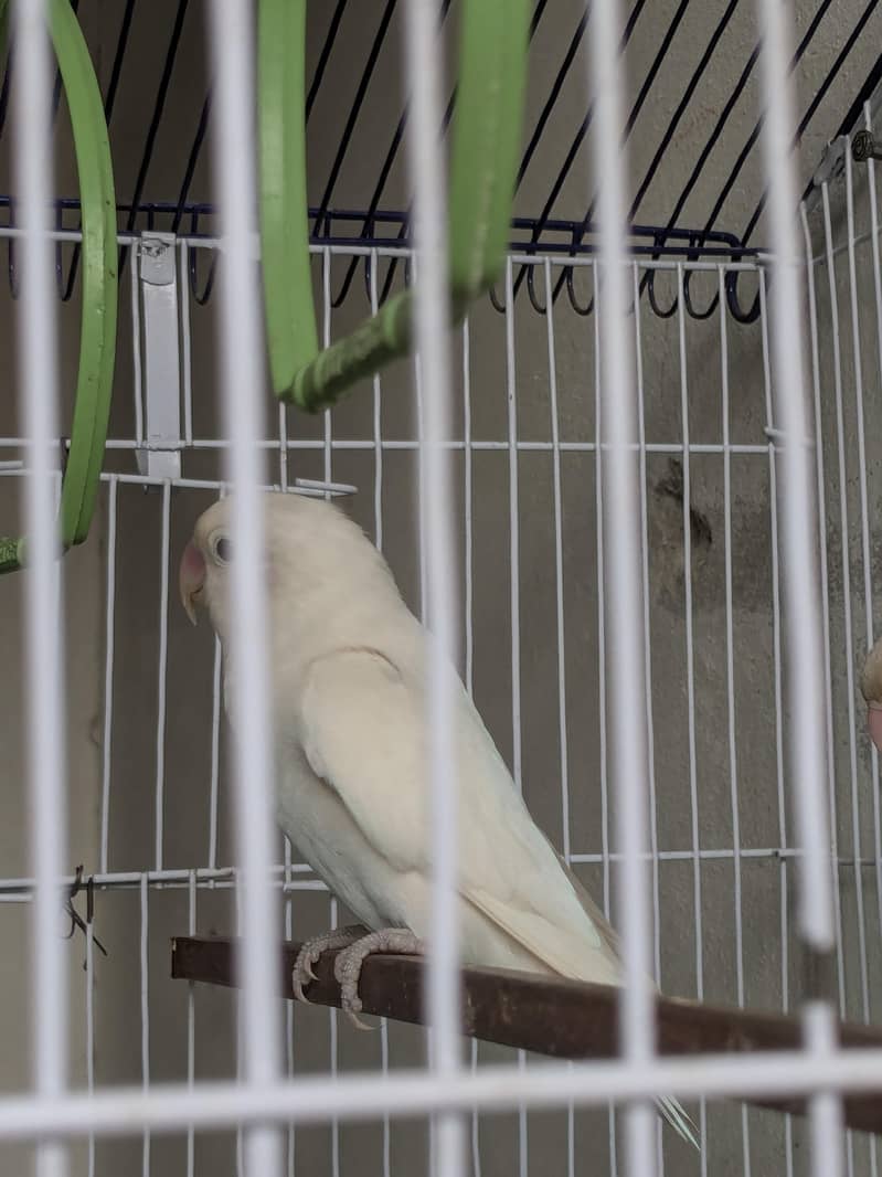 loverbird pair 2