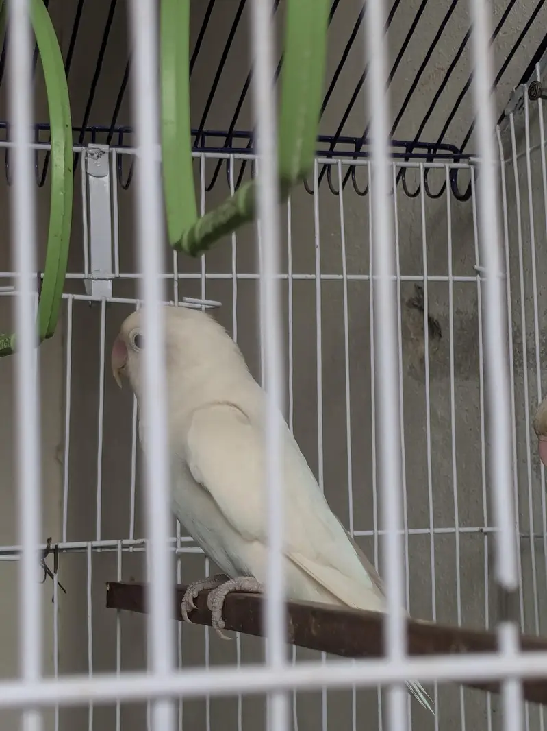 loverbird pair — photo 3