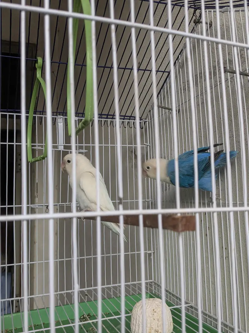 loverbird pair — photo 4