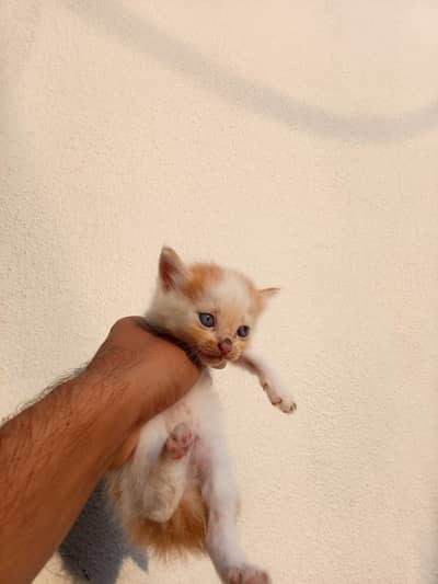 Persian cat
