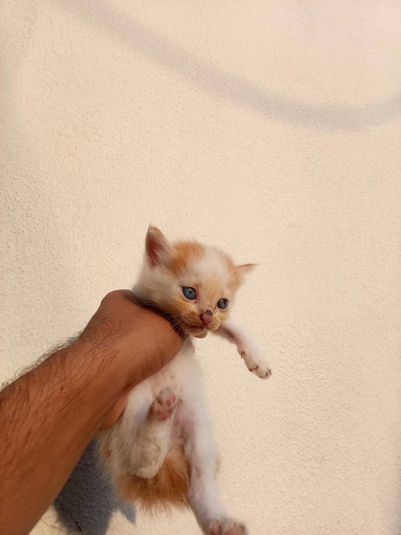Persian cat 0