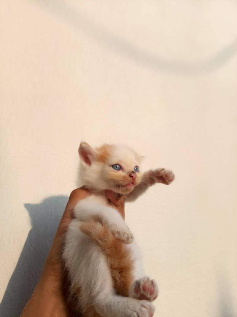 Persian cat 1